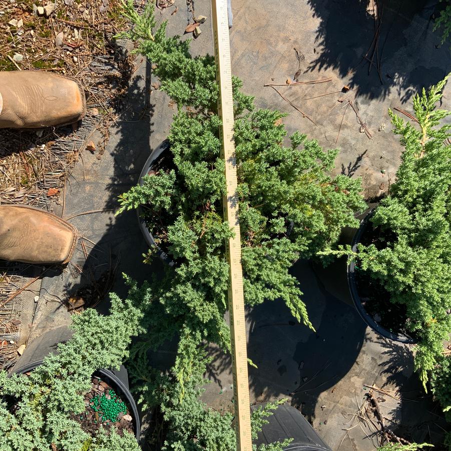 Juniperus conferta 'Blue Pacific' - Blue Pacific Juniper from Chatham Tree Farm