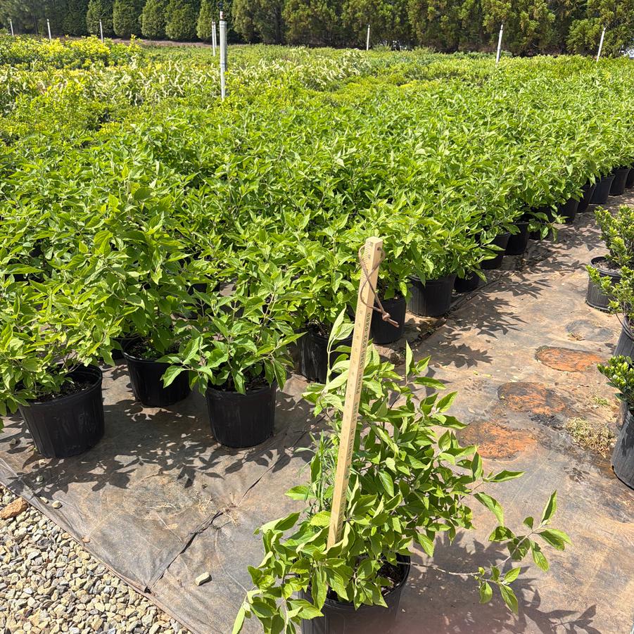 Callicarpa americana - American Beautyberry from Chatham Tree Farm