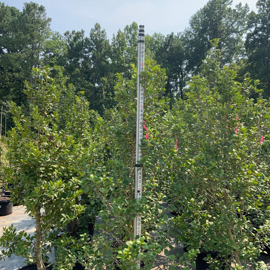 Ilex opaca 'Cape Fear' - Cape Fear American Holly from Chatham Tree Farm
