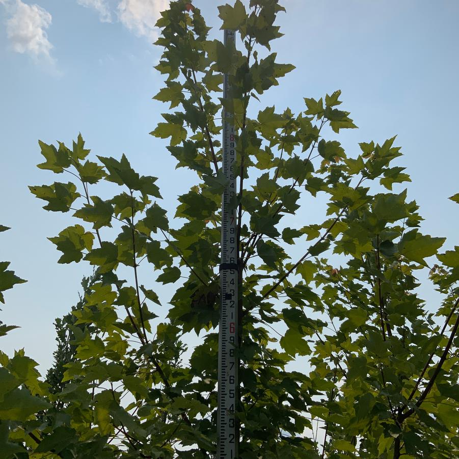 Acer rubrum 'October Glory' - October Glory Red Maple from Chatham Tree Farm