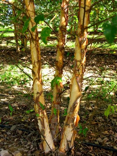 Betula nigra Dura Heat&reg
