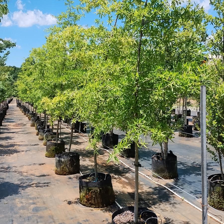 Quercus phellos - Willow Oak from Chatham Tree Farm