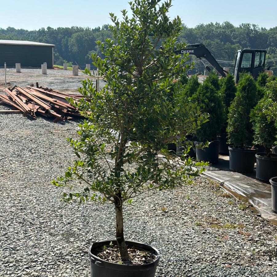 Ilex 'Little Red™' - Little Red Holly from Chatham Tree Farm