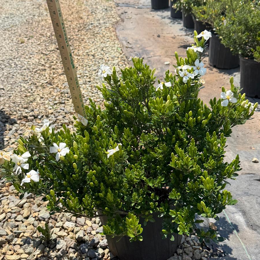 Gardenia jasminoides 'Radicans' 'Snow Girl' - Hardy Dwarf Gardenia from Chatham Tree Farm