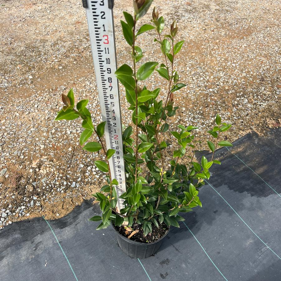 Camellia sasanqua 'Cotton Candy' - Camellia from Chatham Tree Farm