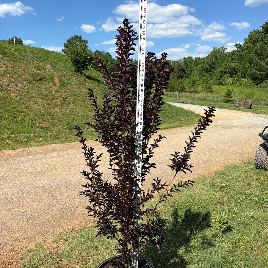 Lagerstroemia Indulgence? 'Vanilla Gelato' - Crape Myrtle from Chatham Tree Farm