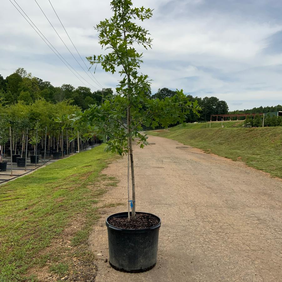 Quercus palustris - Pin Oak from Chatham Tree Farm