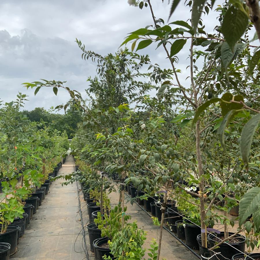 Zelkova serrata 'Village Green' - Village Green Zelkova from Chatham Tree Farm