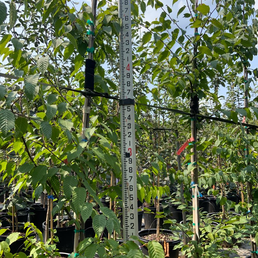 Carpinus caroliniana - American Hornbeam from Chatham Tree Farm