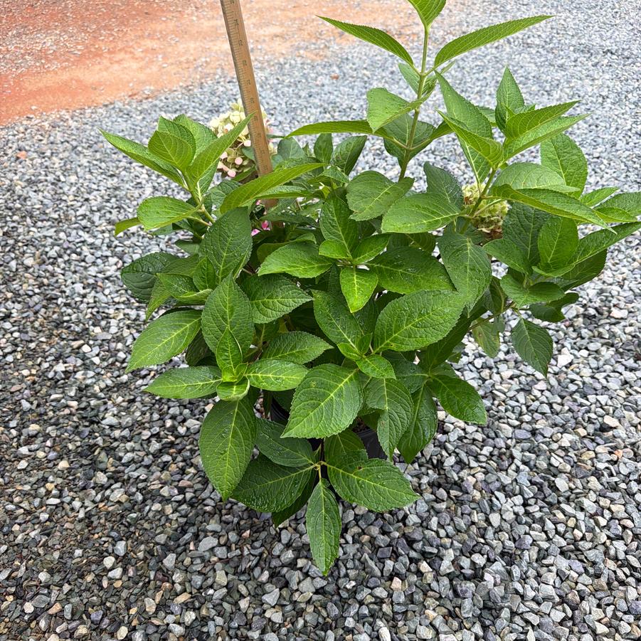 Hydrangea macrophylla 'Endless Summer®' - Endless Summer® The Original Hydrangea from Chatham Tree Farm