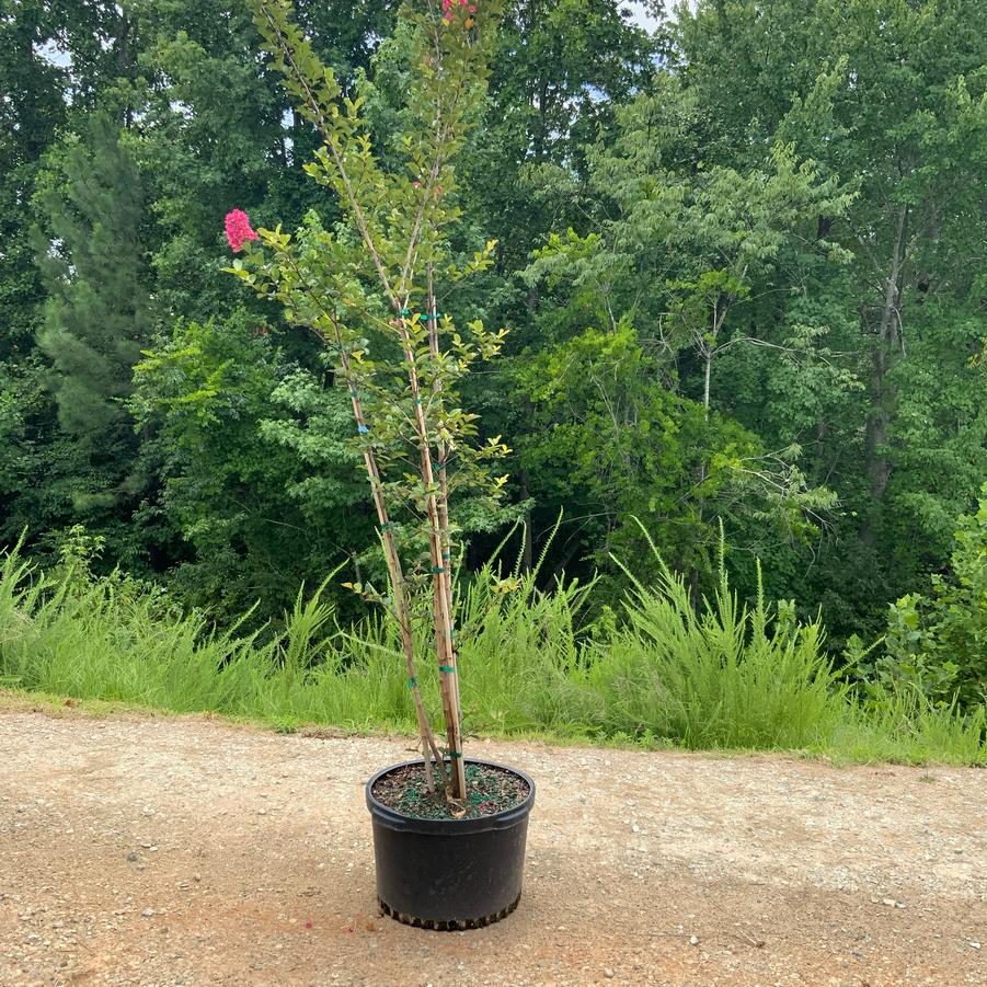 Lagerstroemia indica x fauriei 'Tonto Crape Myrtle' - Tonto Crape Myrtle from Chatham Tree Farm