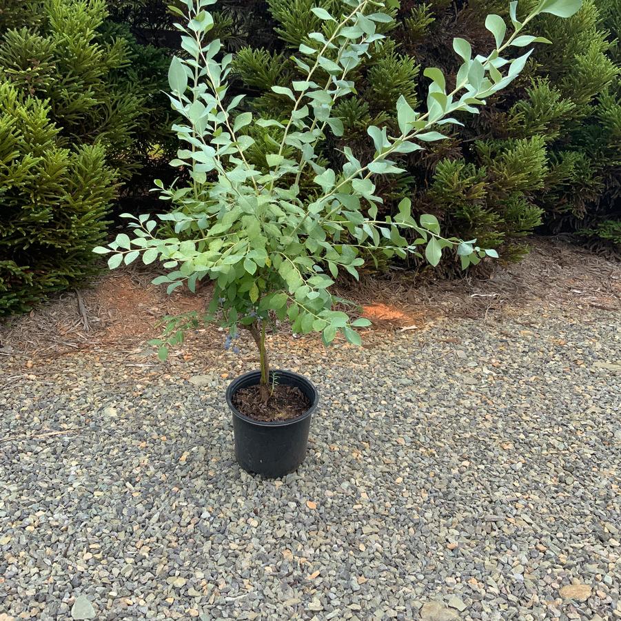 Vaccinium ashei 'Powder Blue' - Rabbiteye Blueberry from Chatham Tree Farm