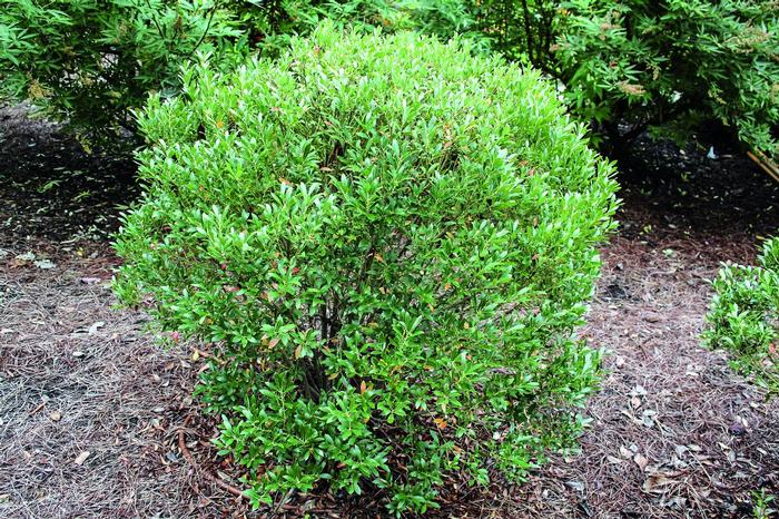 Ilex glabra Shamrock
