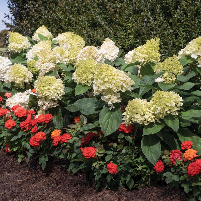 Hydrangea paniculata Sweet Starlight&trade;