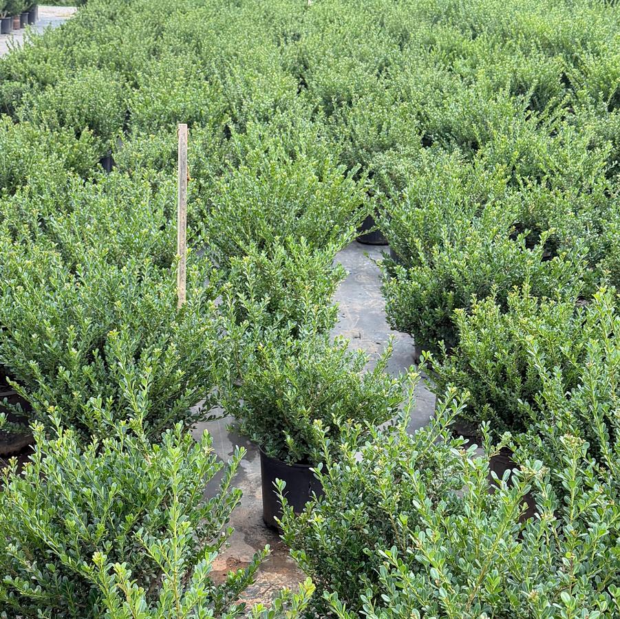 Ilex crenata 'Compacta' - Compact Japanese Holly from Chatham Tree Farm
