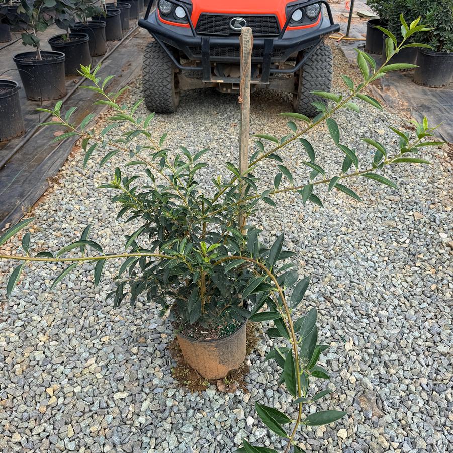 Forsythia x intermedia 'Lynwood Gold' - Lynwood Gold from Chatham Tree Farm