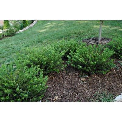 Cephalotaxus harringtonia 'Duke Gardens' - Duke Gardens from Chatham Tree Farm