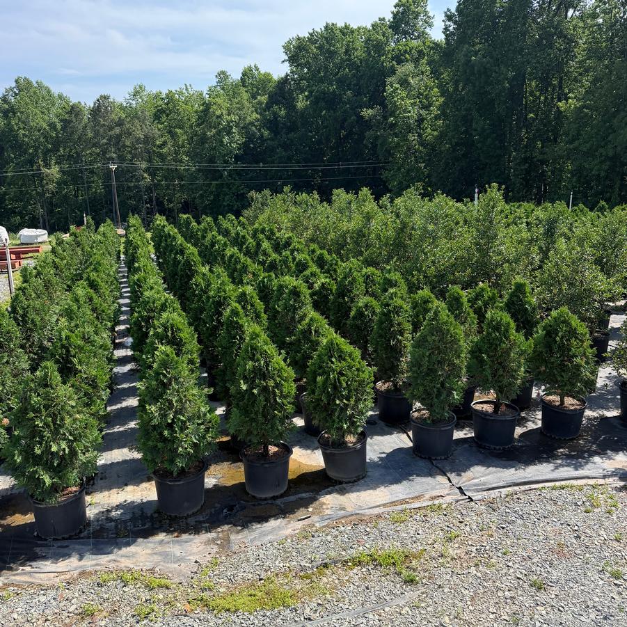 Thuja occidentalis 'Nigra' - Dark American Arborvitae from Chatham Tree Farm