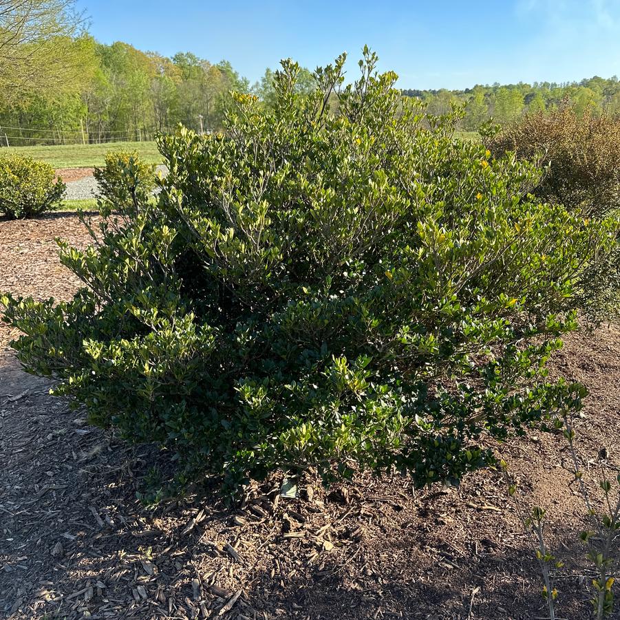 Gardenia augusta 'Crown Jewel' - Gardenia from Chatham Tree Farm