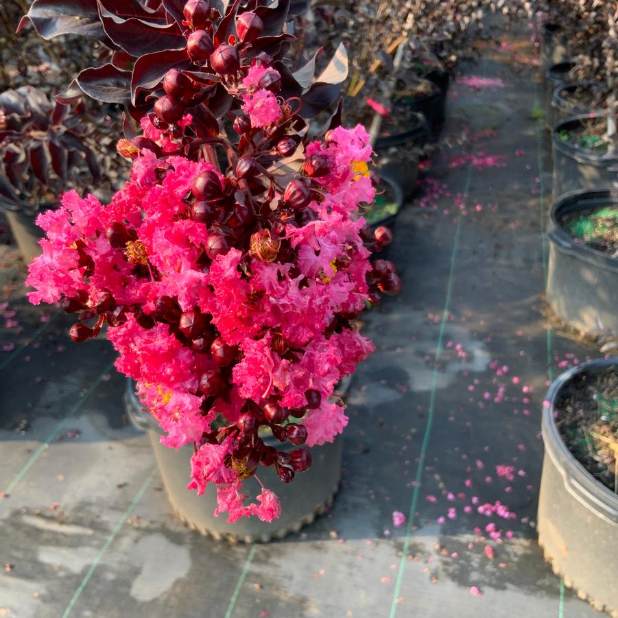 Lagerstroemia Indulgence® 'Raspberry Gelato' - Crape Myrtle from Chatham Tree Farm