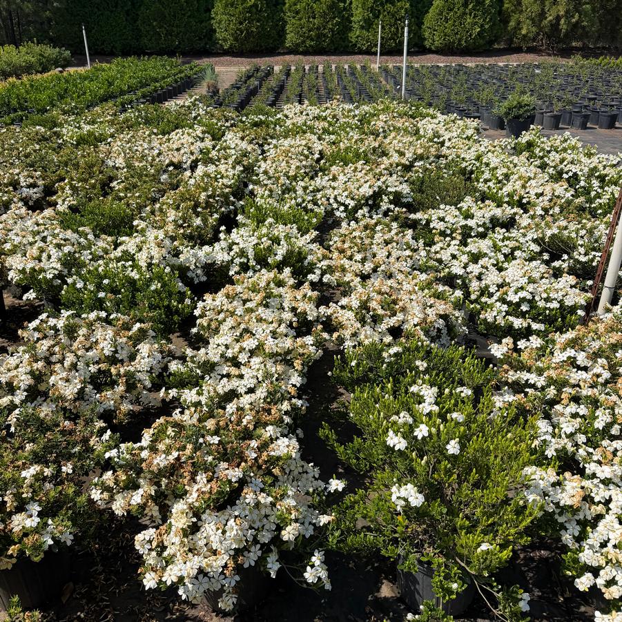 Gardenia jasminoides 'Radicans' 'Snow Girl' - Hardy Dwarf Gardenia from Chatham Tree Farm