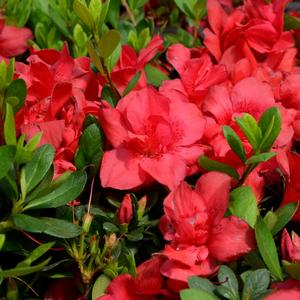 Rhododendron Encore® Autumn Bonfire®