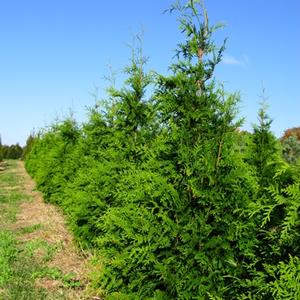 Thuja plicata x standishii Green Giant