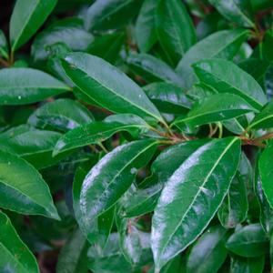 Viburnum awabuki Chindo