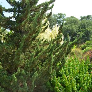 Juniperus chinensis Torulosa™
