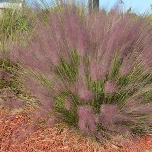 Muhlenbergia capillaris 