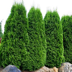 Thuja occidentalis Emerald