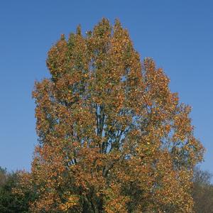 Acer rubrum Armstrong II