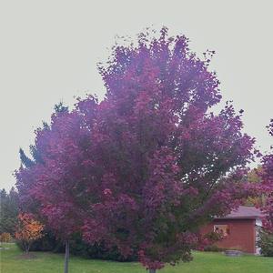 Acer rubrum Brandywine