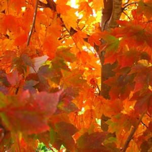 Acer rubrum October Glory