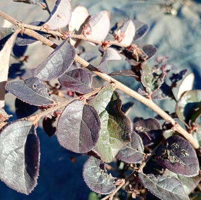 Loropetalum chinense Ruby