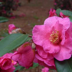 Camellia sasanqua Kanjiro