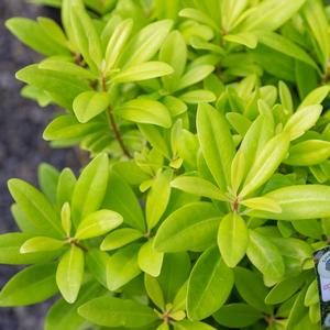 Illicium parviflorum Florida Sunshine