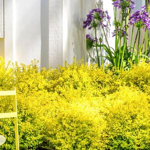 Ligustrum sinense Sunshine