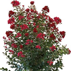Lagerstroemia Colorama™ Scarlet