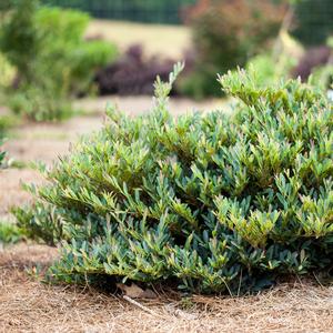 Distylium Cinnamon Girl&reg;