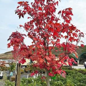 Acer x freemanii Autumn Blaze&reg;