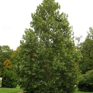 Platanus x acerifolia Exclamation!&trade;