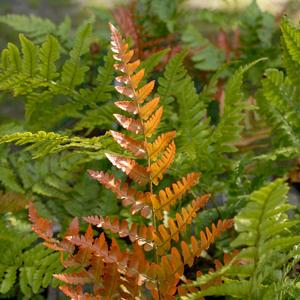 Dryopteris erythrosora Brilliance