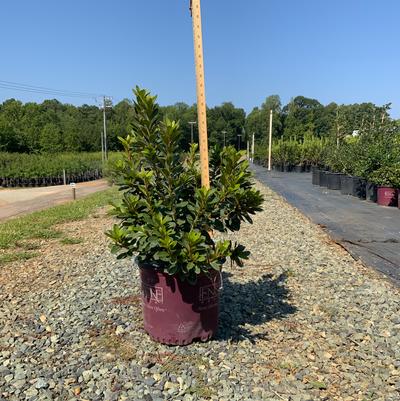 Rhododendron Encore&reg; Autumn Royalty&reg;