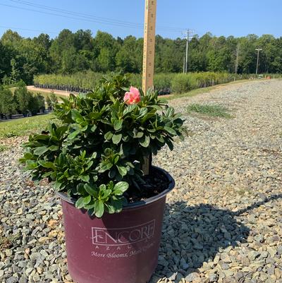 Rhododendron Encore&reg; Autumn Sunburst&reg;