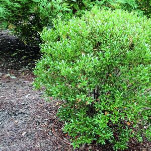 Ilex glabra Shamrock