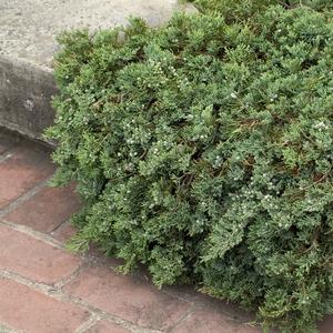 Juniperus horizontalis Wiltonii