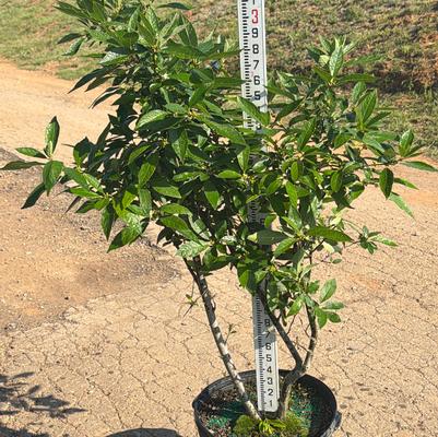 Ilex verticillata Winter Red