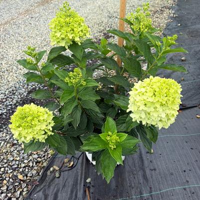 Hydrangea paniculata Limelight Prime&reg;
