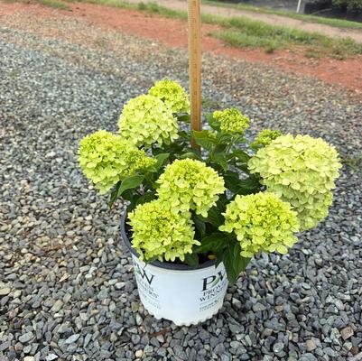 Hydrangea paniculata Little Lime&reg;